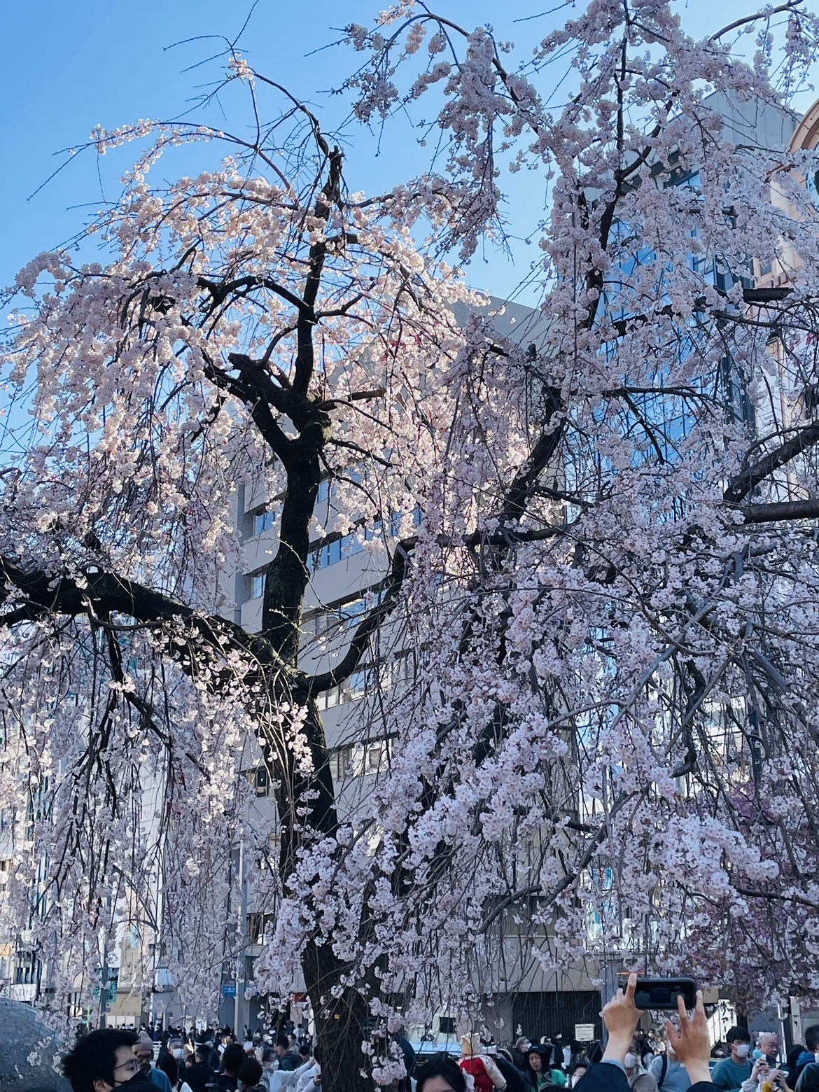 上野公園　桜　見頃　花見