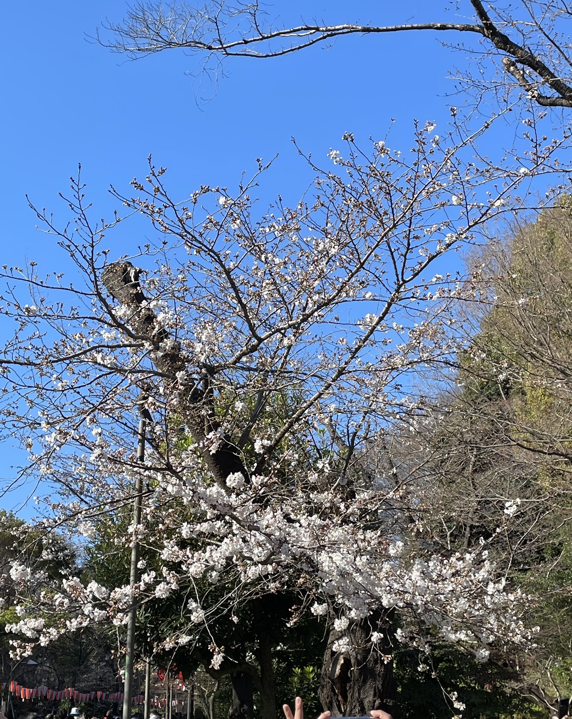 上野公園　桜　見頃　花見